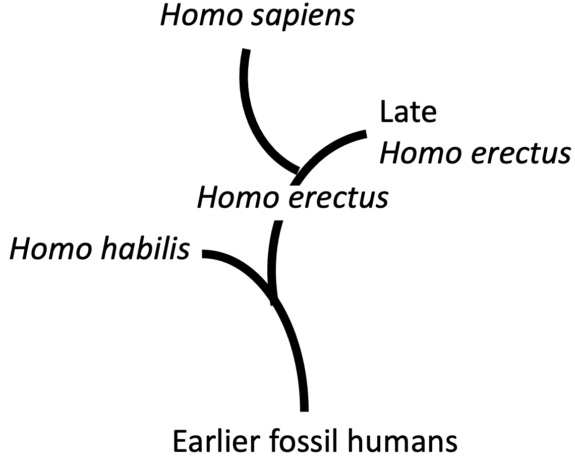 Homo species tree